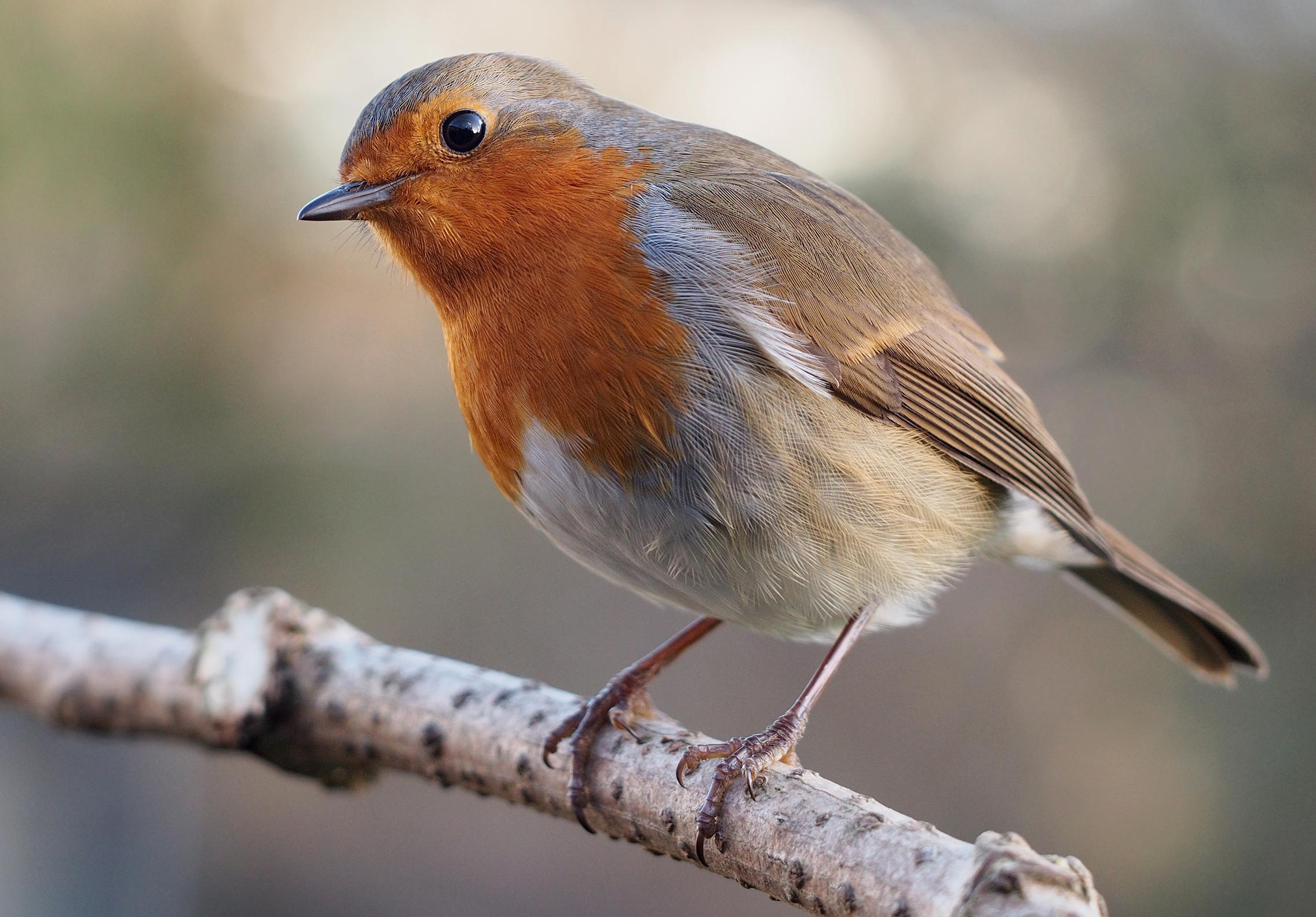Photo reference of a European robin perched on a branch