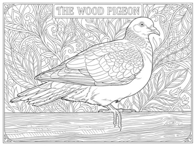 Common Wood Pigeon coloring page