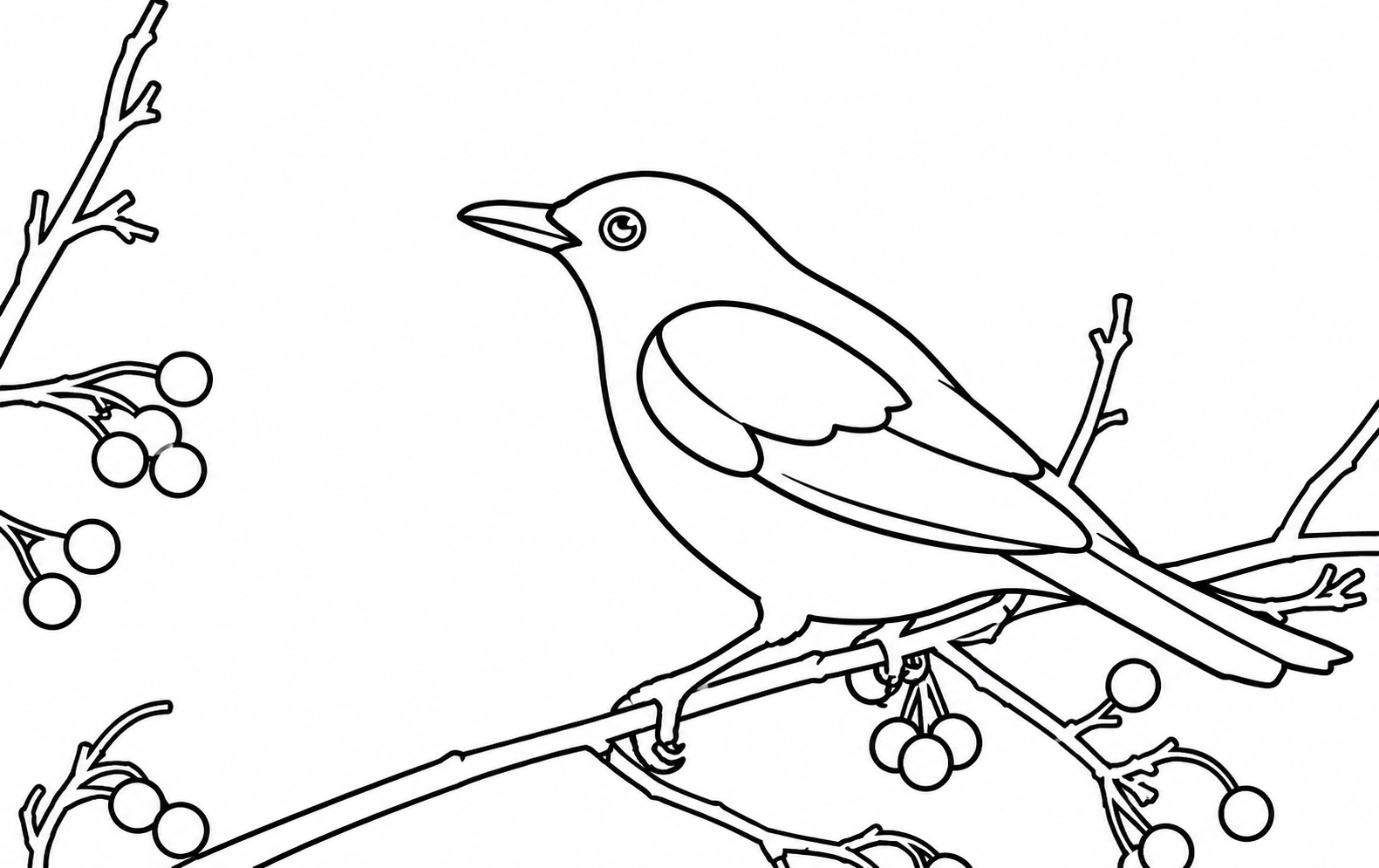 Common Blackbird coloring page