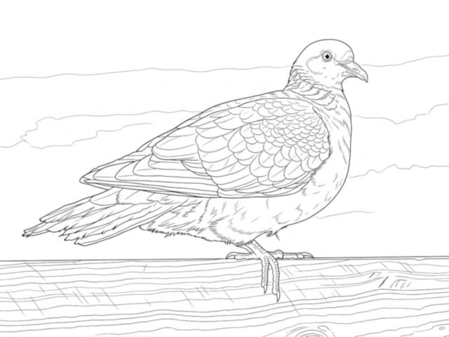 Common Wood Pigeon coloring page