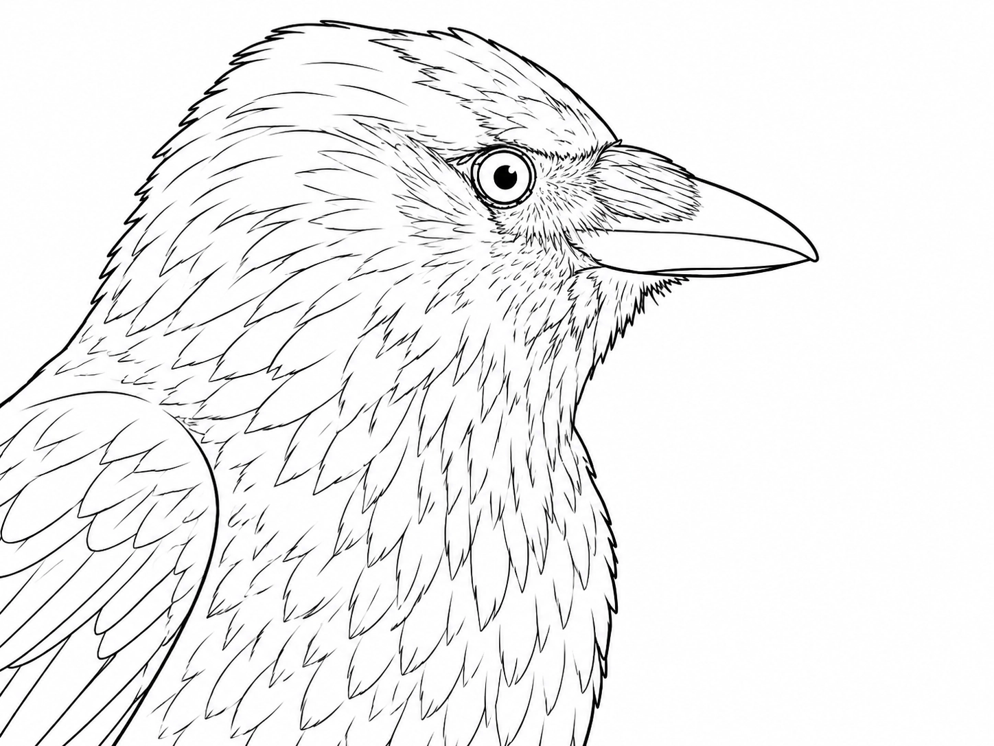 Eurasian Jackdaw coloring page