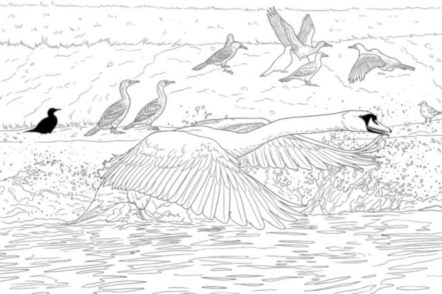 Mute Swan coloring page