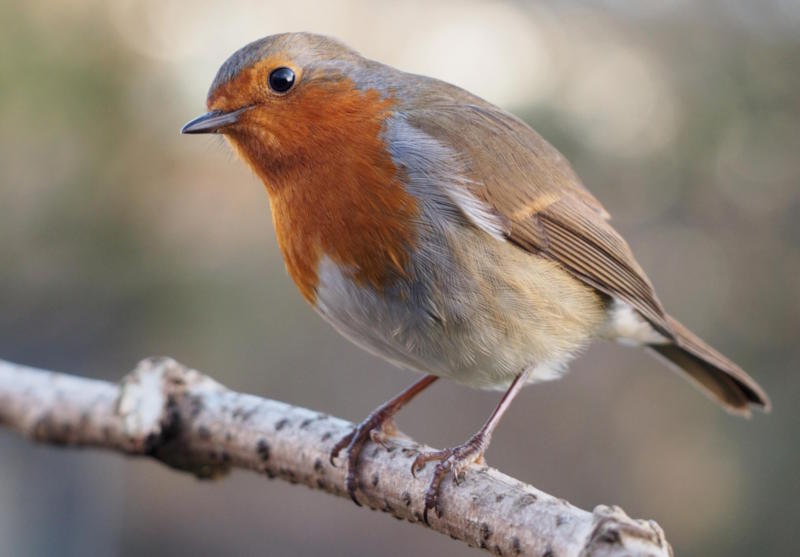 Photo reference of a European robin perched on a branch