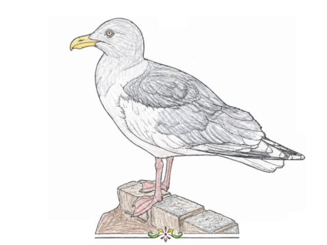 European Herring Gull