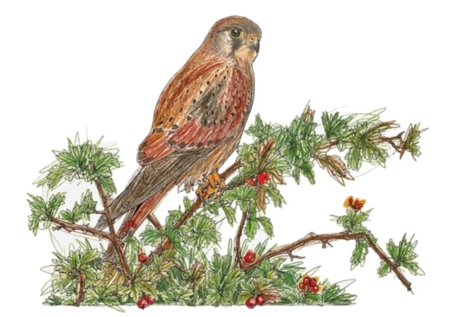 Common Kestrel