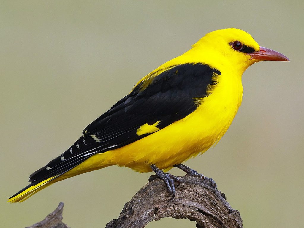 Printable Eurasian Golden Oriole coloring page