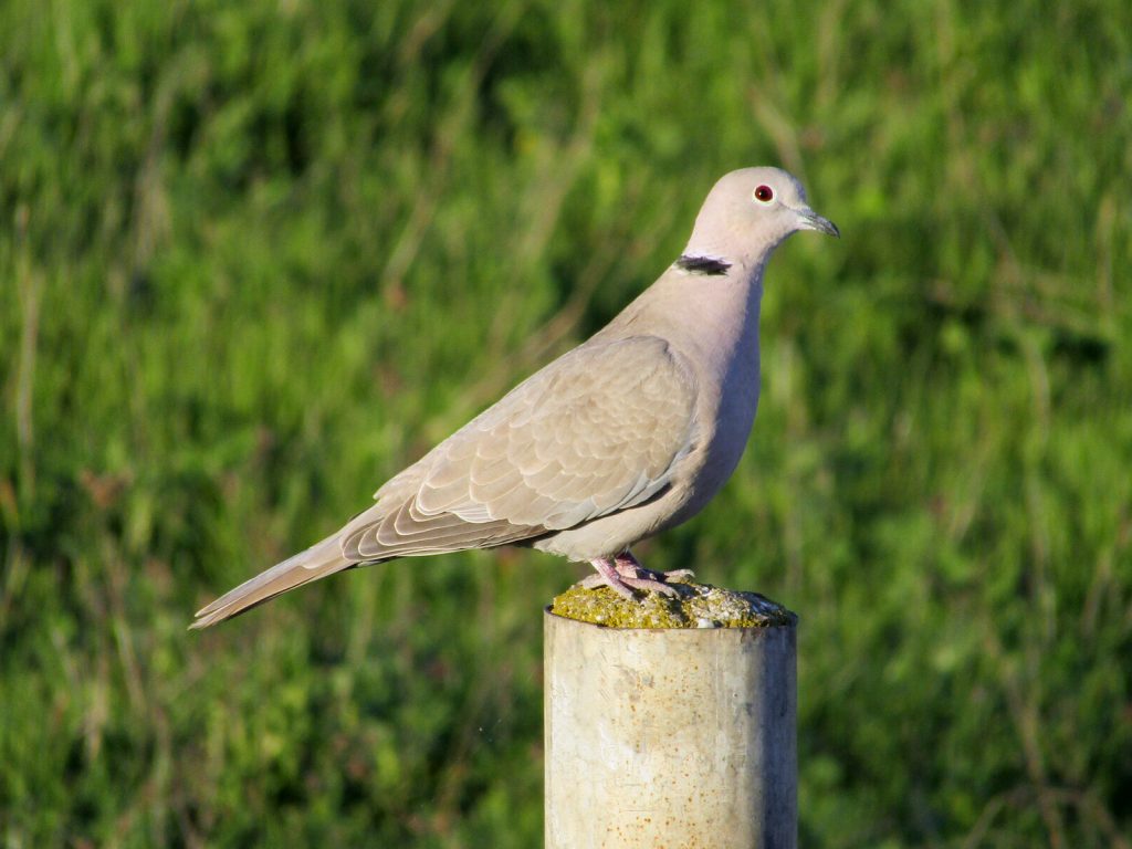 Eurasian Collared Dove Coloring Page