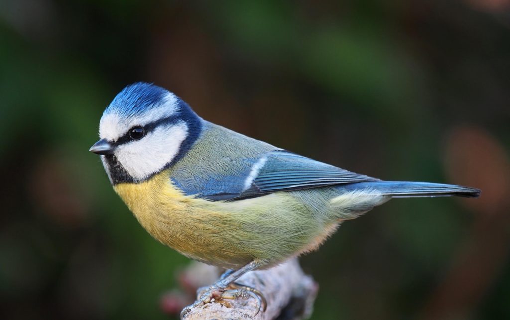 Eurasian Blue Tit Coloring Page