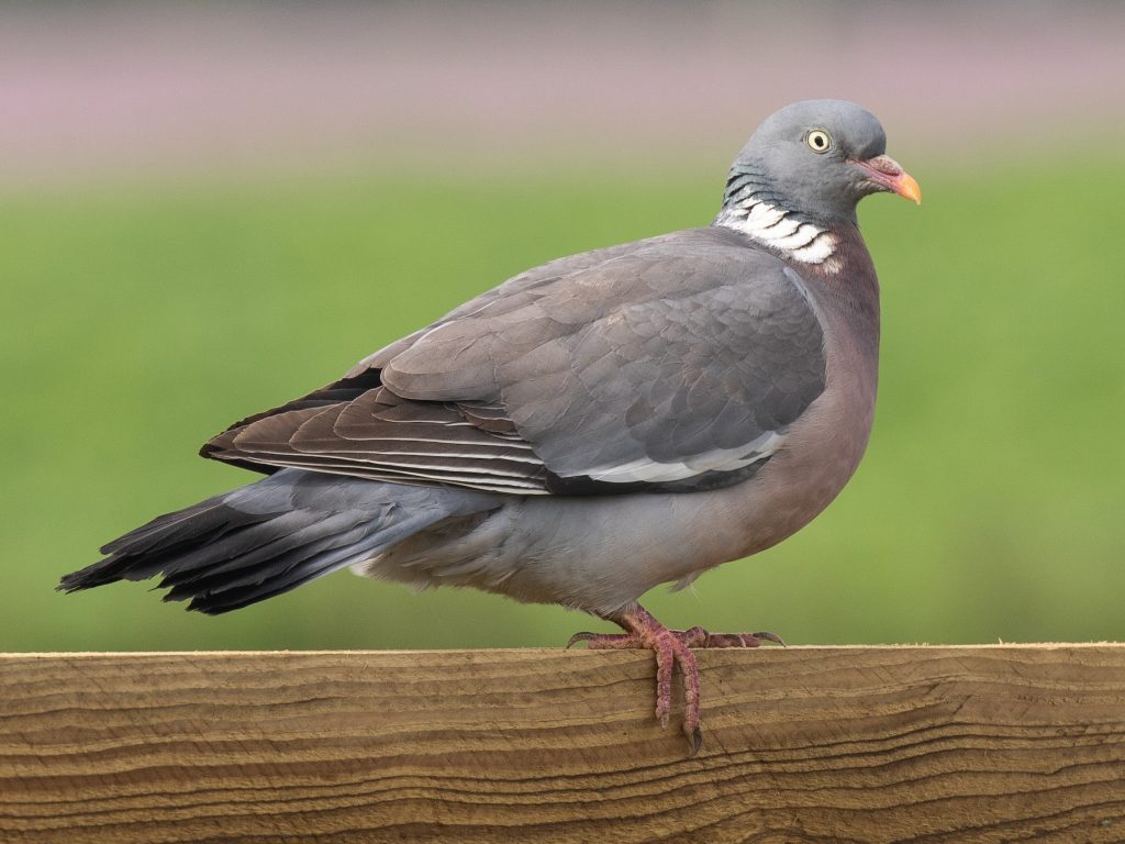 Common Wood Pigeon Coloring Page