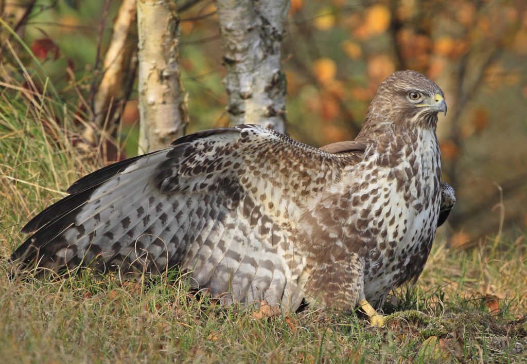 Common Buzzard Coloring Page