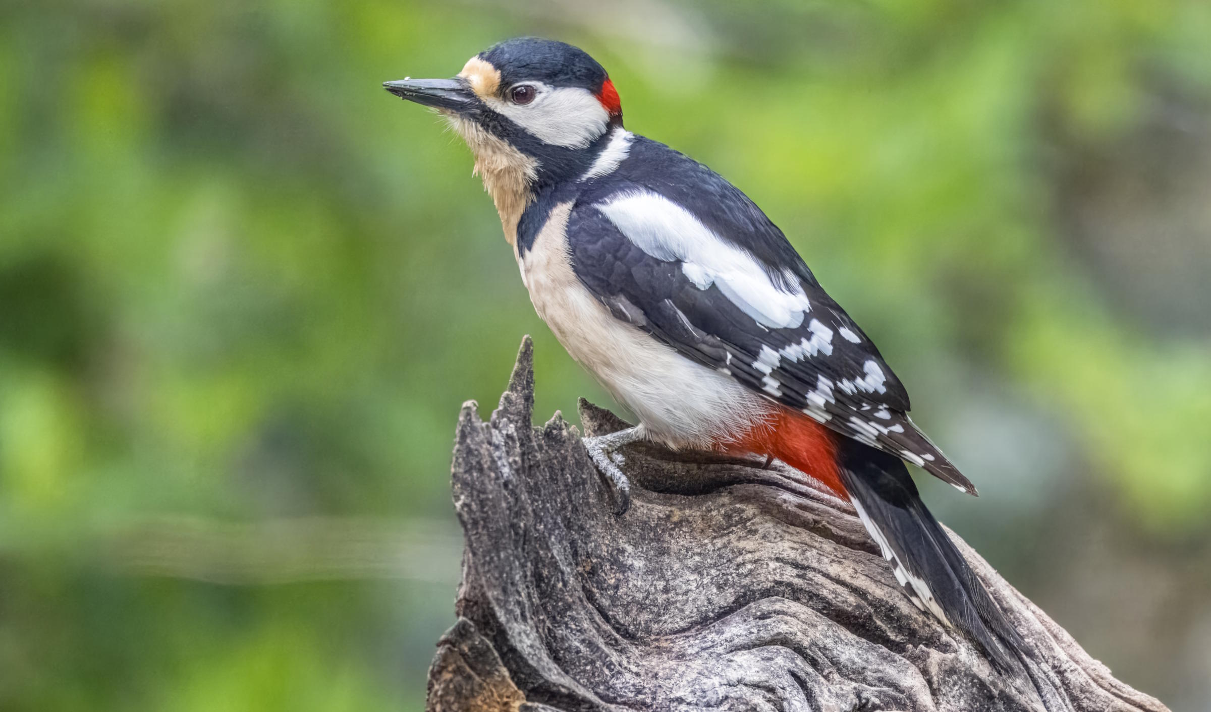 Great Spotted Woodpecker Coloring Page