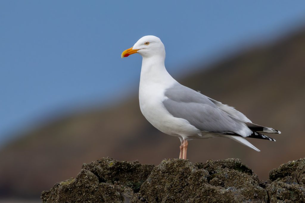 European Herring Gull Coloring Page